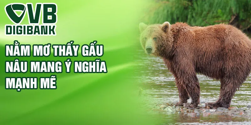 Nằm mơ thấy gấu nâu mang ý nghĩa mạnh mẽ